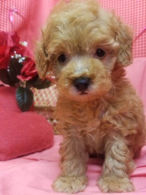 家族が決まりました。