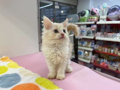 家族が決まりました