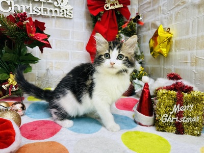 家族決りました!ノルウェージャン