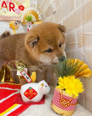 家族が決まりました柴犬