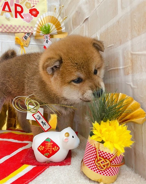 家族が決まりました柴犬