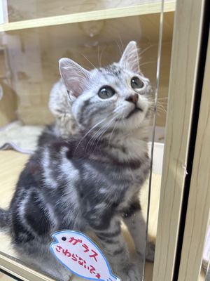 家族決まりました