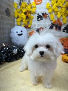 家族が決まりました