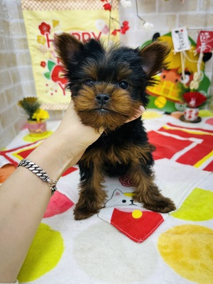 ヨークシャテリア　家族決まりました。