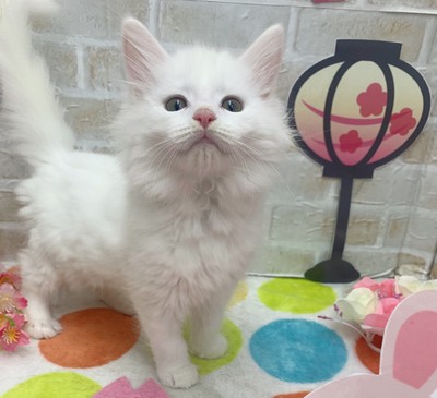 家族が決まりました