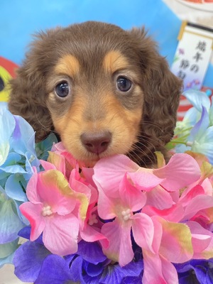 ミニチュアダックスご家族決まりました。