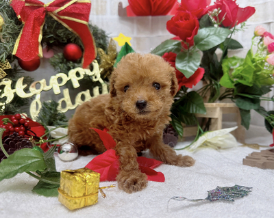 ご家族決まりました　タイニープードル