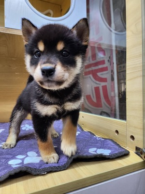 ご家族決まりました　柴犬