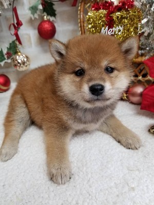 家族が決まりました！