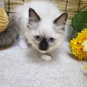 家族決まりました