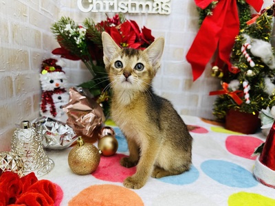 家族決りました!アビシニアン