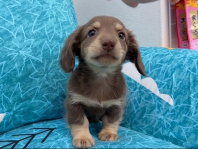 ミニチュアダックス