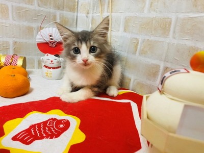 家族が決まりました。