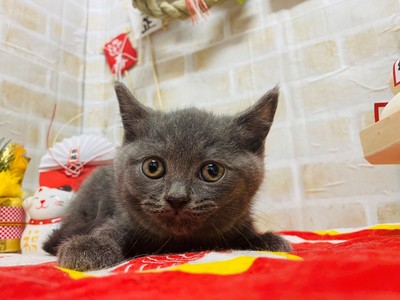 家族が決まりました。