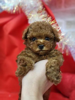 家族決まりました