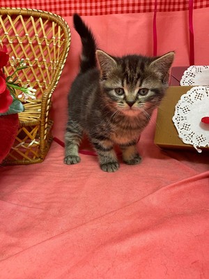 家族が決まりました。