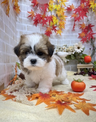 家族決まりました　ハーフ（父:マルチーズ×母:シーズー）