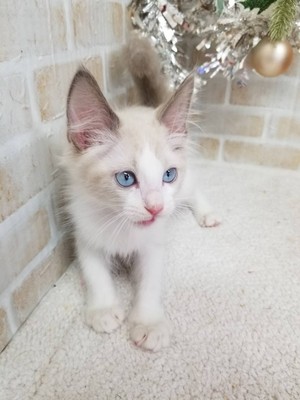 家族が決まりました。