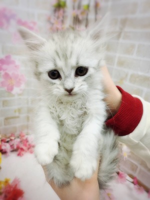 キンカローご家族決まりました。