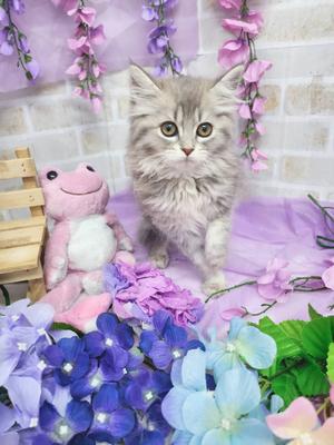 サイベリアン　ご家族決まりました。