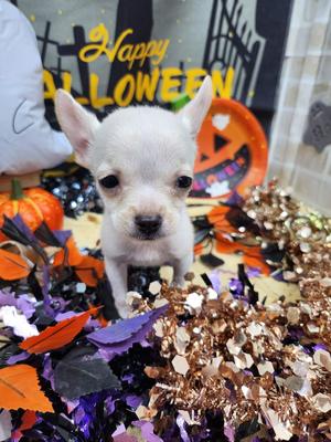 ご家族決まりました。ミックス（チワワ×フレンチブルドッグ）