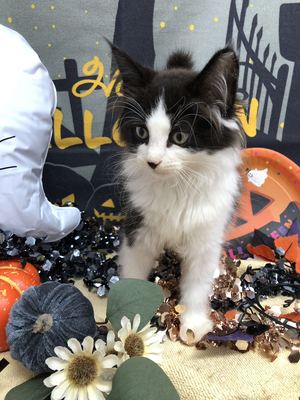 ご家族決まりました　ノルウェージャン