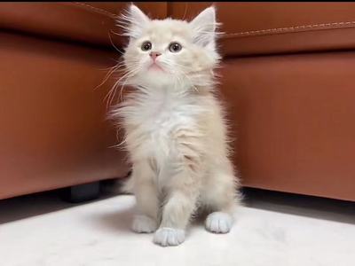 家族が決まりました