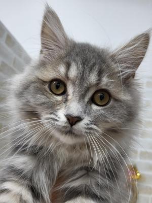 家族決まりました