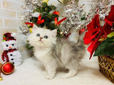 家族が決まりました！