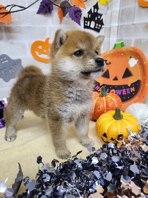 家族決まりました