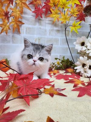 家族決まりました