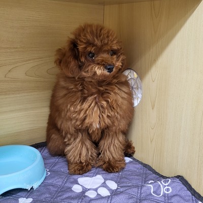 家族決まりました