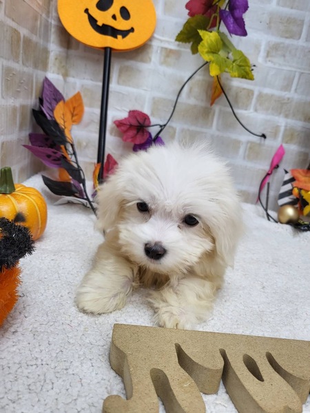 家族が決まりました