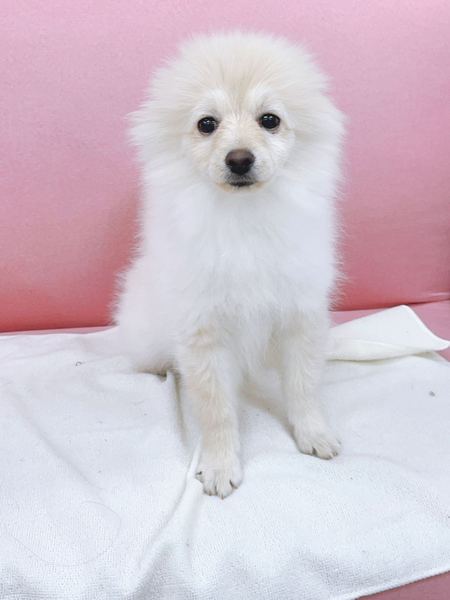 ポメラニアン　家族決まりました。