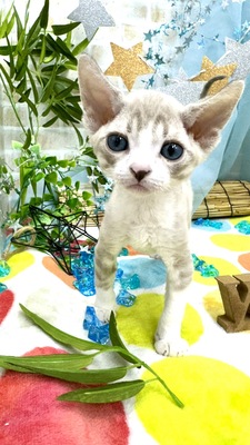 家族決まりました。デボンレックス