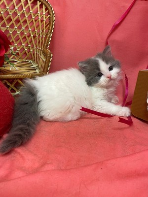 家族が決まりました。