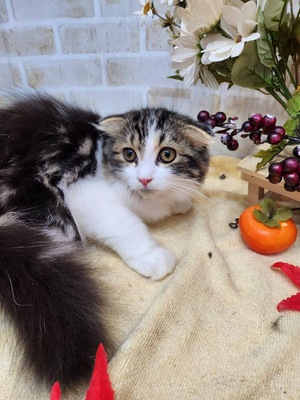 スコティッシュフォールド　家族決まりました。