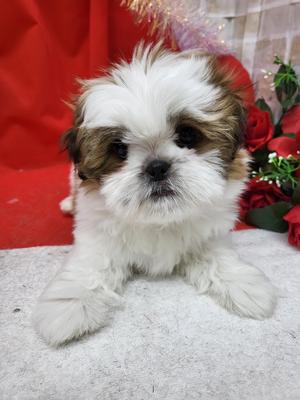 家族決まりました