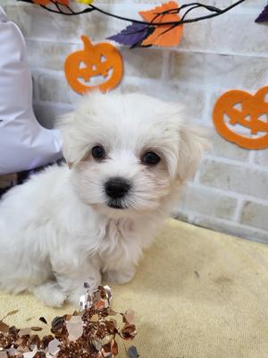 家族が決まりました