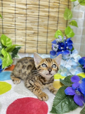 家族決まりました。ベンガル