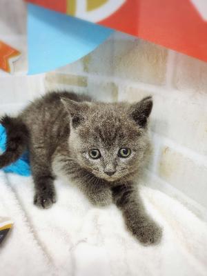 ブリティッシュショートヘアーご家族決まりました。