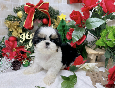 シーズー　家族決まりました。