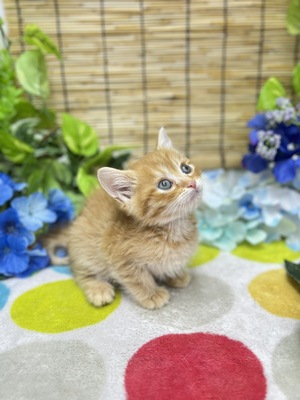 ミヌエット　ご家族決まりました。