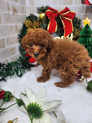 ご家族決まりました　トイプードル