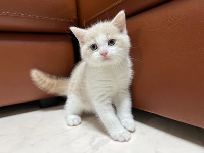 家族が決まりました