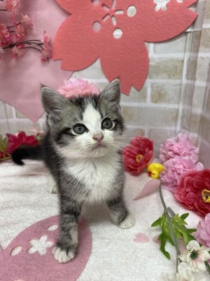 家族が決まりました