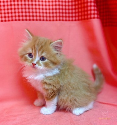 家族が決まりました。