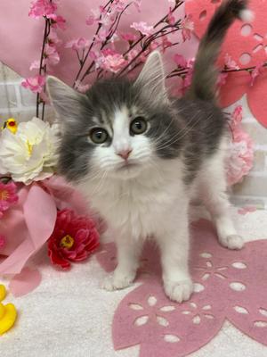 家族が決まりました