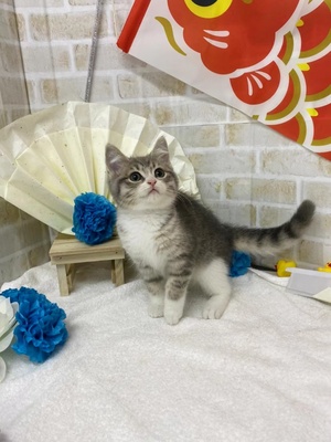 家族が決まりました