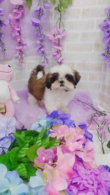 シーズー　ご家族決まりました。